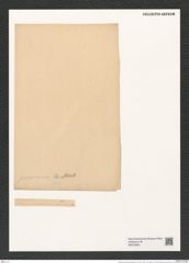 Chaetoceros peruvianus Brightw. (de-Toni-Nr.: Genus 149, Species 4114) Zeichnungen Sammlung Grunow (NHMW-BOT-W0376842)